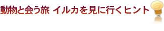 動物と会う旅 イルカを見に行くヒント